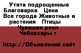 Утята подрощенные Благоварка › Цена ­ 100 - Все города Животные и растения » Птицы   . Чувашия респ.,Чебоксары г.